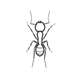 Ant extermination pest control kalispell flathead valley northwest montana