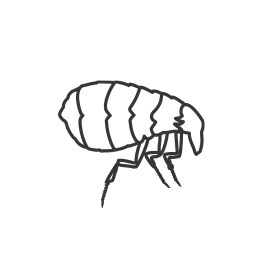 Fleas pest control kalispell flathead valley northwest montana