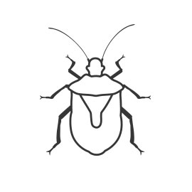 Stink bug extermination pest control in northwest montana flathead valley kalispell