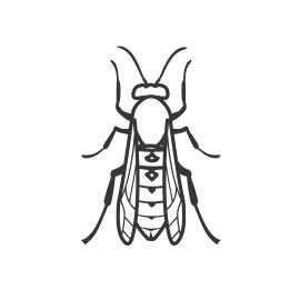 wasp hornet yellow jacket extermination pest control in northwest montana flathead valley kalispell